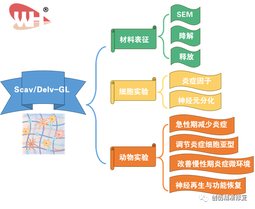 雙功能免疫調(diào)節(jié)水凝膠支架促進(jìn)嚴(yán)重 SCI 后的神經(jīng)再生和運(yùn)動(dòng)功能恢復(fù)